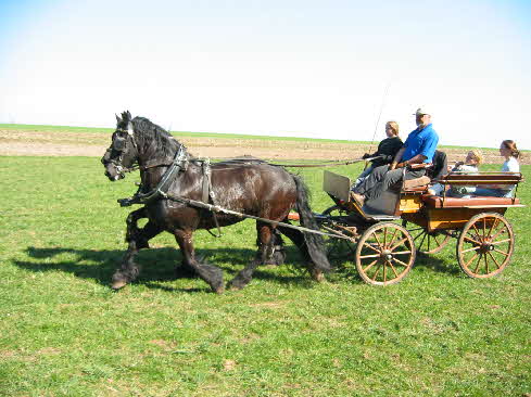 Wagonette Wagonette