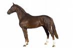 pferd1